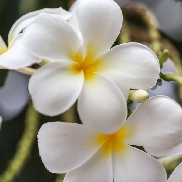 Frangipani fragrance oil