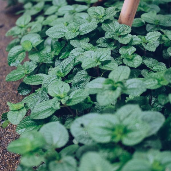Spearmint Essential Oil