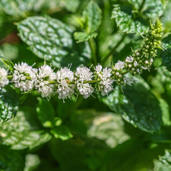 Spearmint Essential Oil