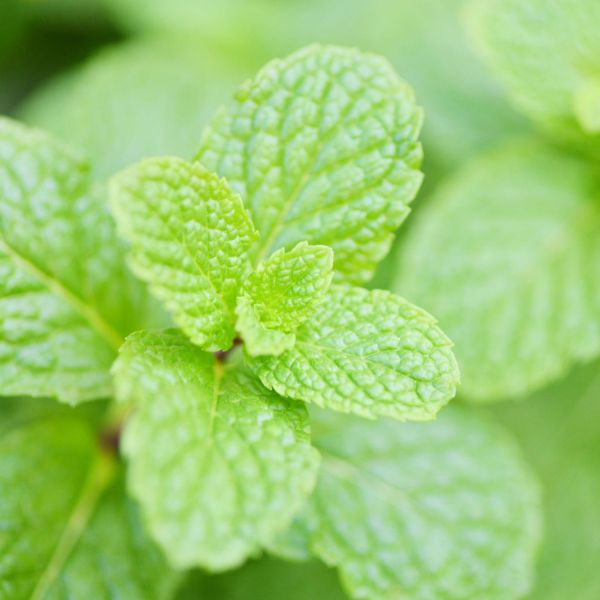 Spearmint Essential Oil