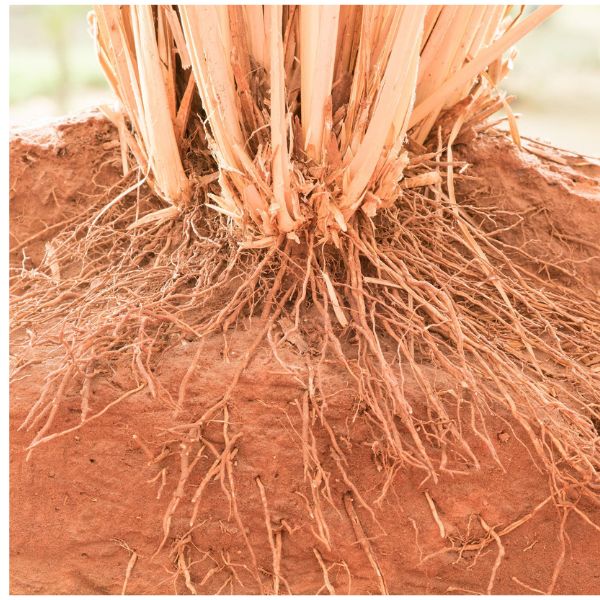 Vetiver Essential Oil